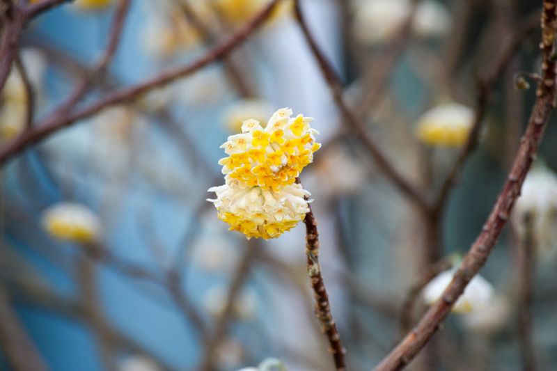 Edgeworthia