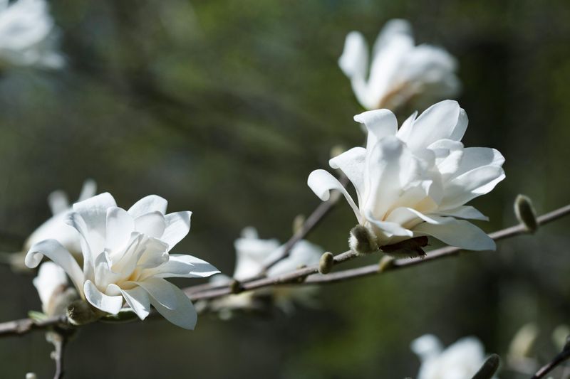 Star Magnolia