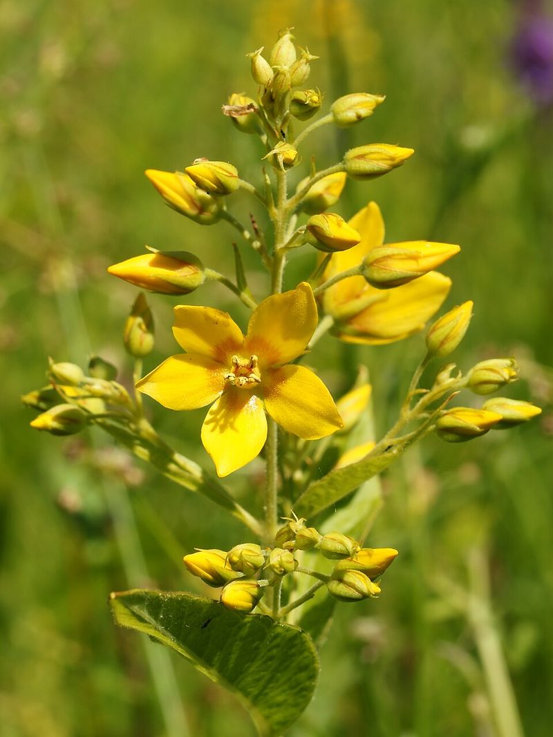 Garden Yellow Loosestrife (Lysimachia vulgaris)