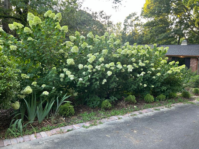 Large Hydrangea Shrubs Became One Of The Most Eye-Catching Features In The Yard