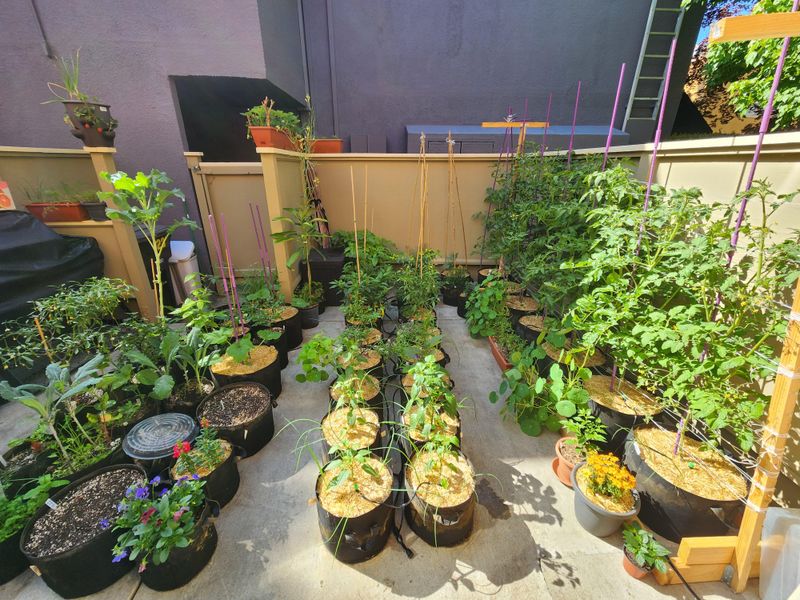 Edible Plants That Grow Well In Small Spaces