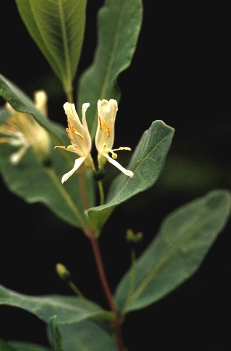 Swamp Fly Honeysuckle (Lonicera Oblongifolia)