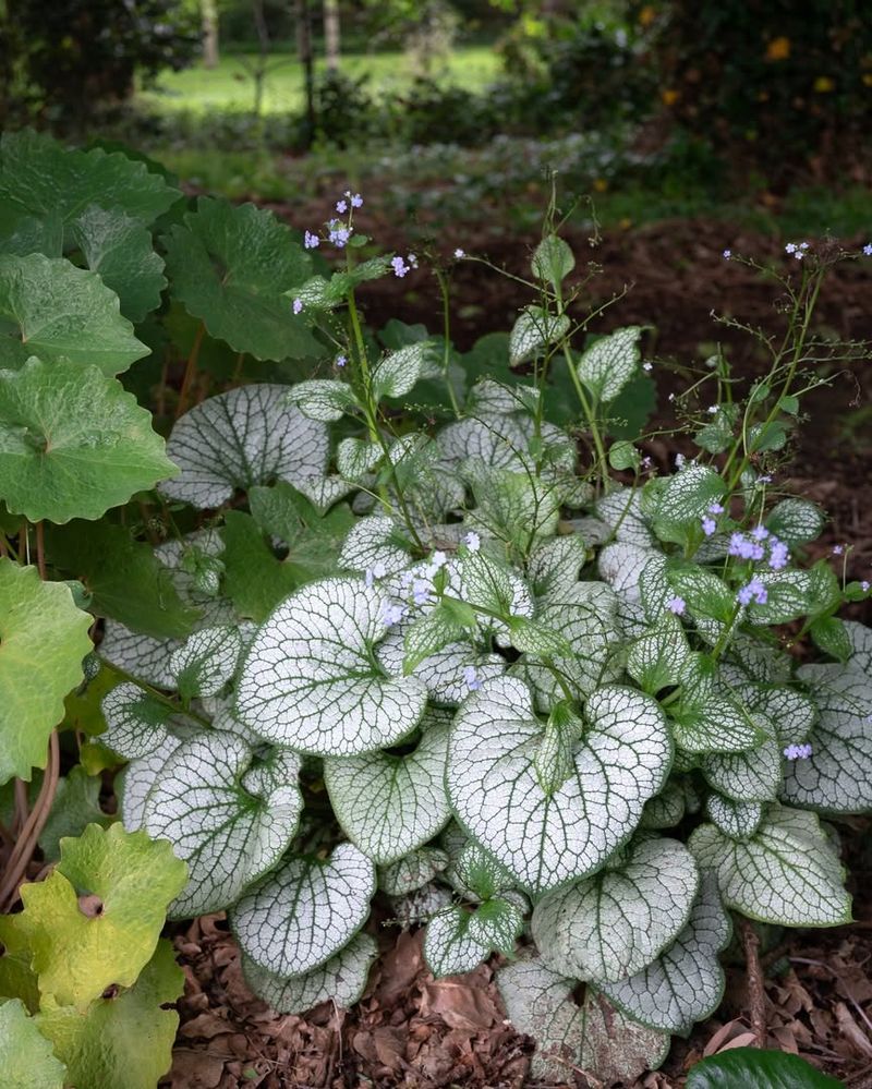 Brunnera (Siberian Bugloss)