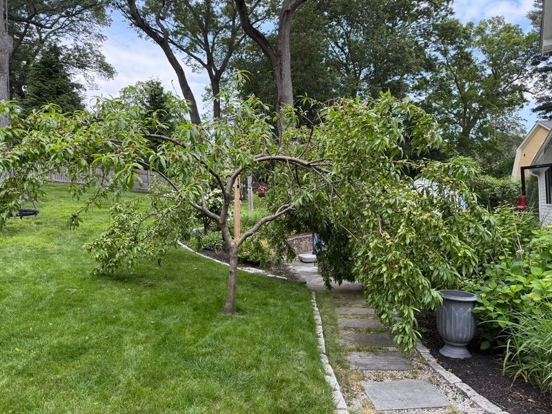 Avoid Heavy Summer Pruning That Reduces Next Season's Crop