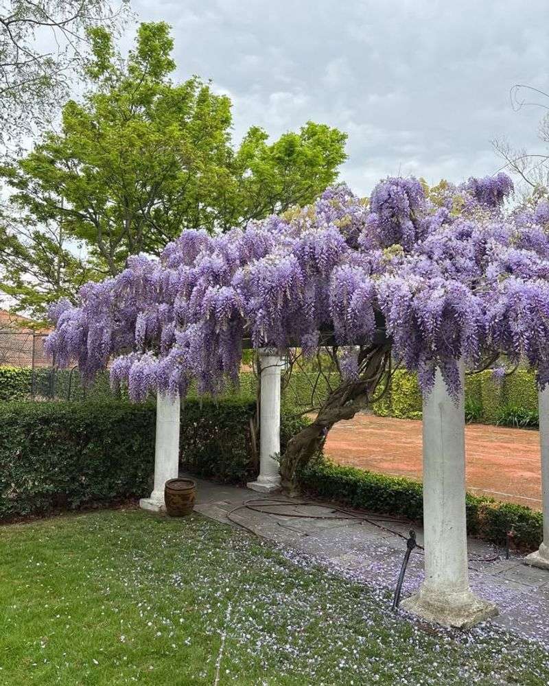 Maintain The Shape Of Trellises Or Arbors