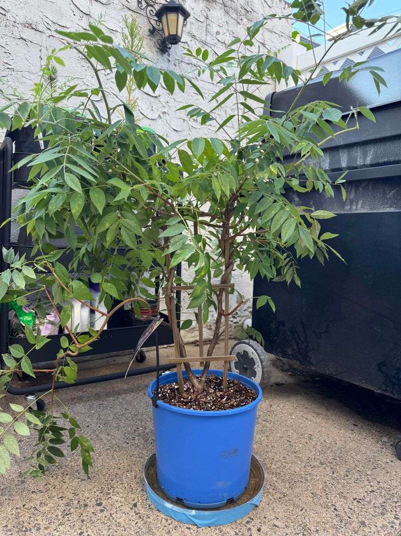 Leave Short Spurs Where Flowers Will Form