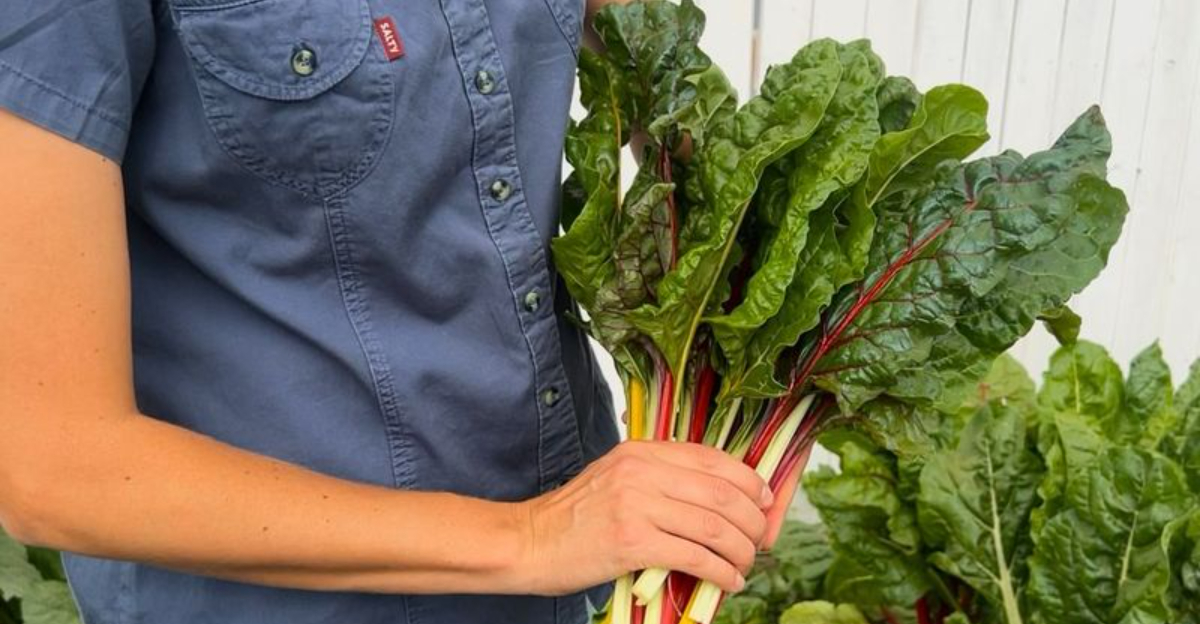 growing rhubarb