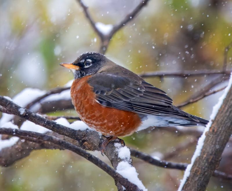 Many Robins Tough Out Ohio Winters