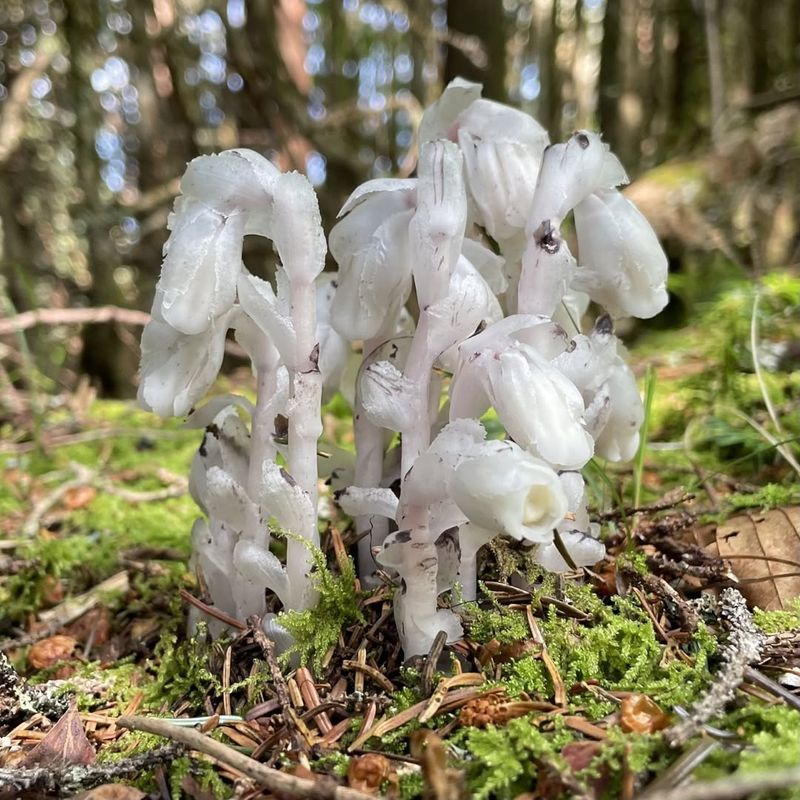 Healthy Fungal Networks