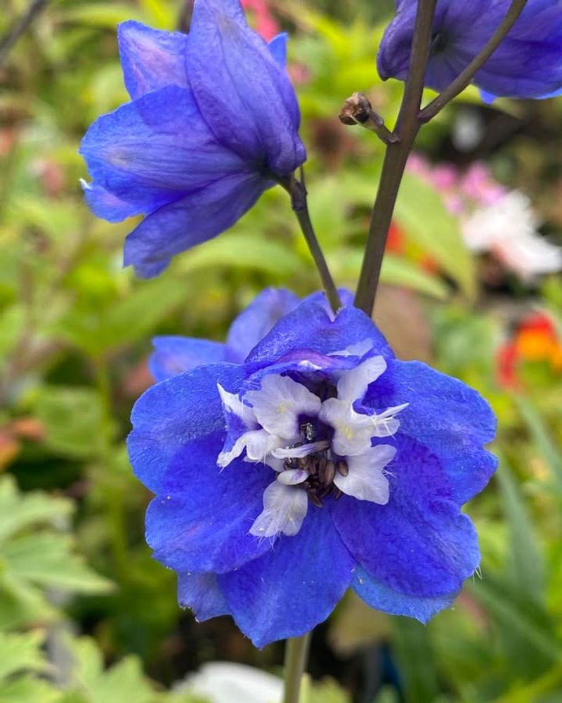 Larkspur