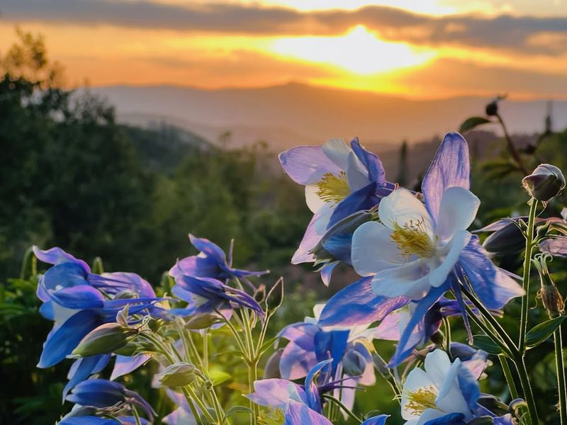 Blue Columbine