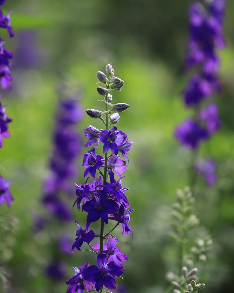 Larkspur