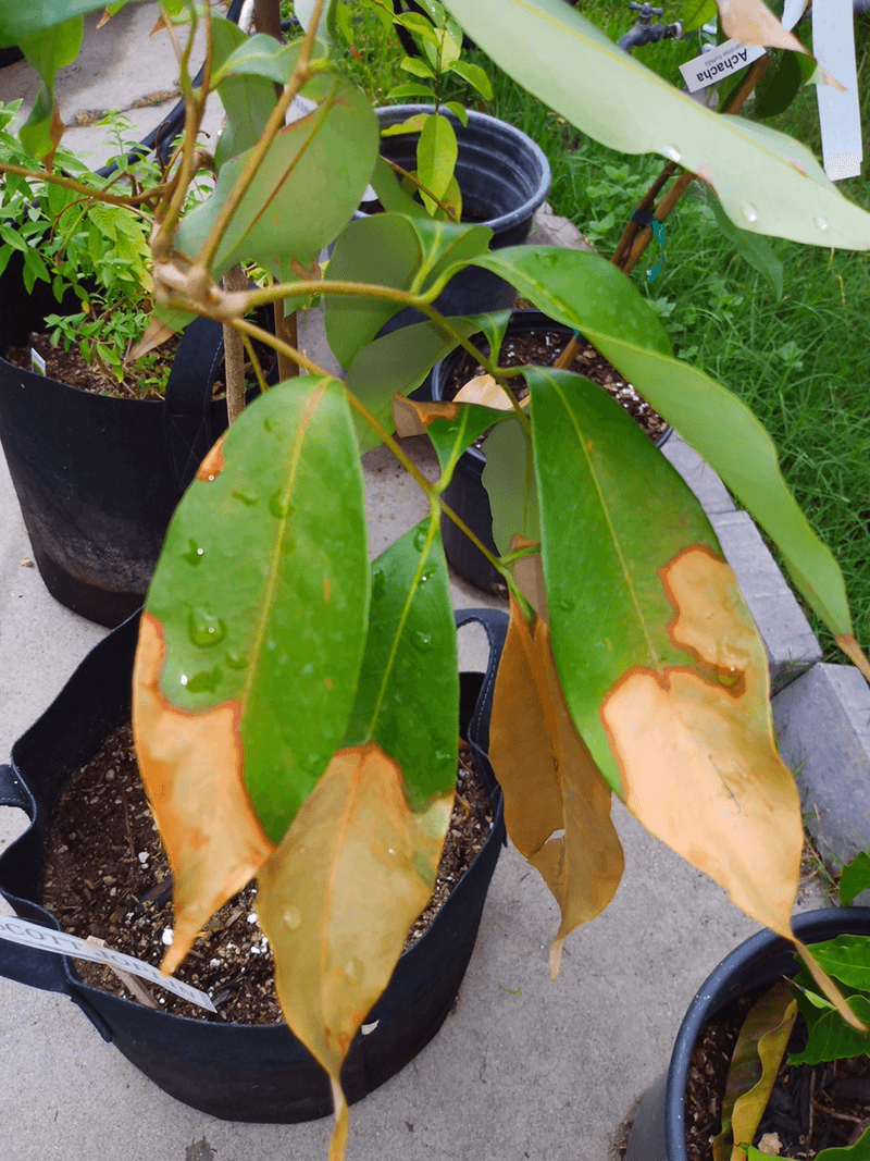 Choosing The Wrong Plants For Colorado Conditions