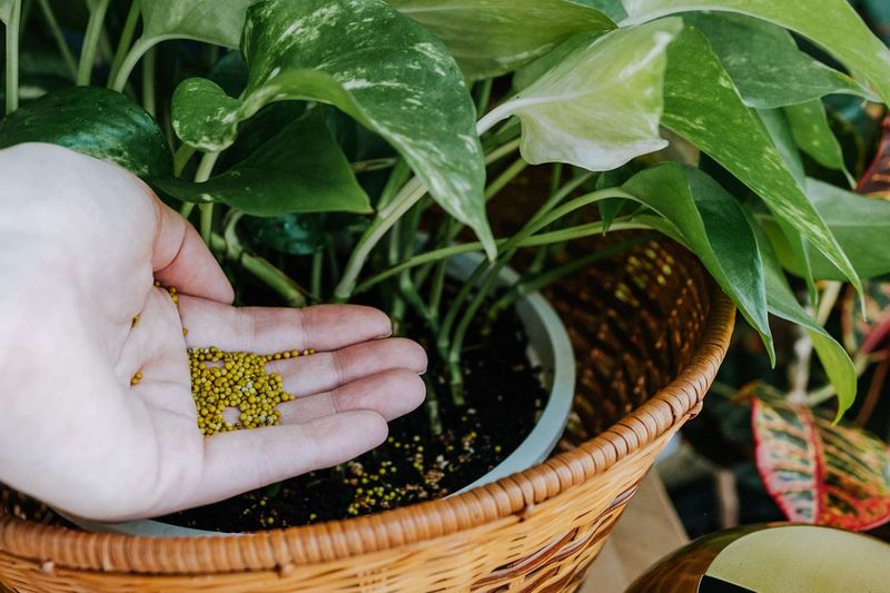 Continuing Regular Fertilizing Schedules