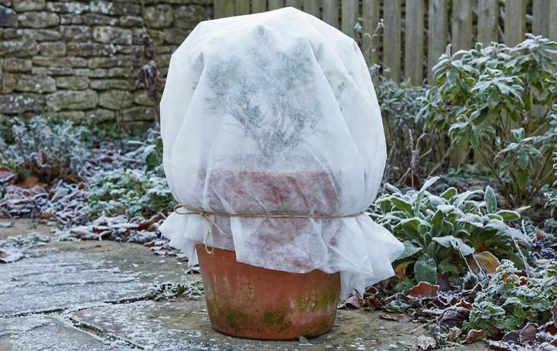 Neglecting To Protect Tender Plants Properly