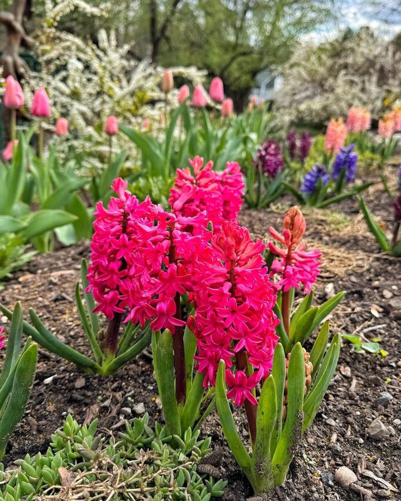 Neglecting Post-Bloom Care And Foliage Management