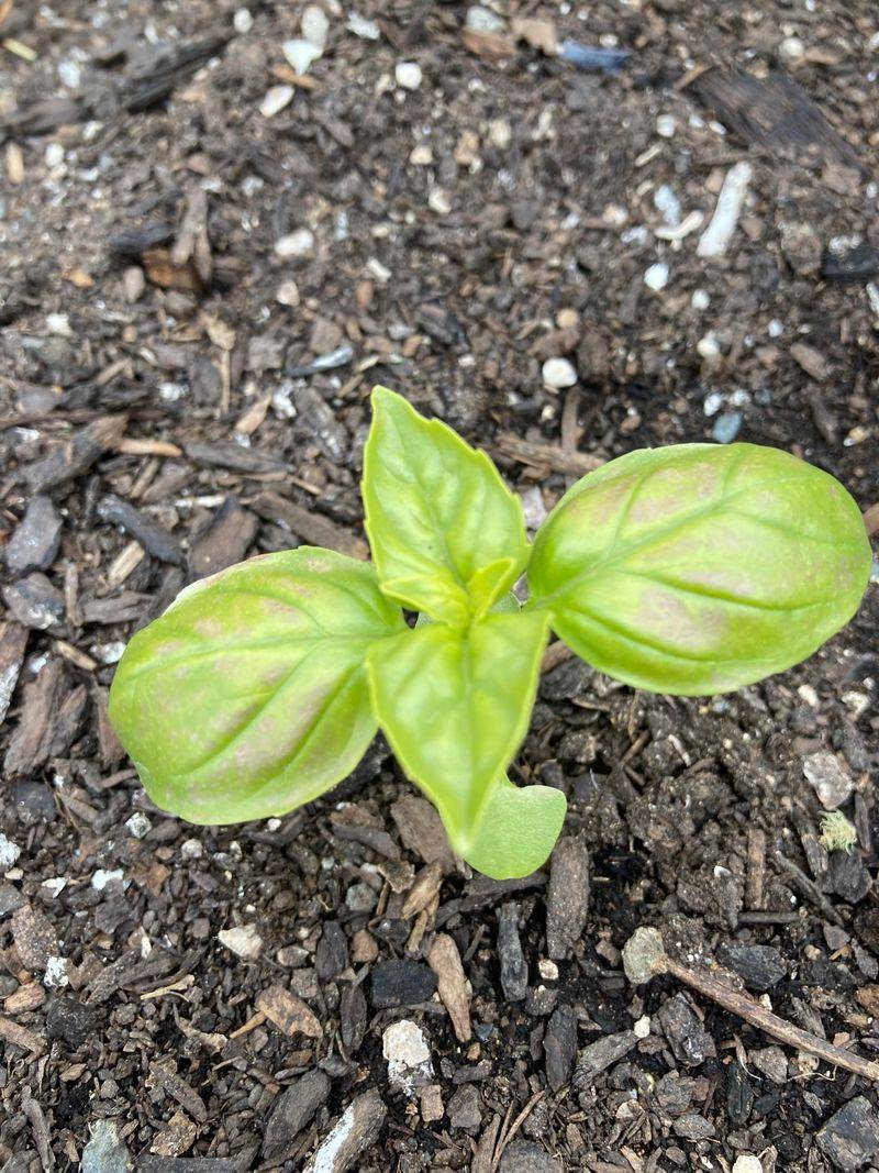 Over-Fertilizing New Raised Beds