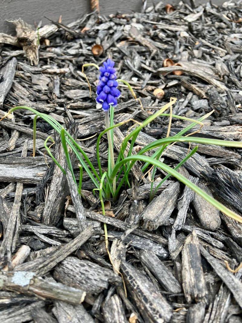 Neglecting Post-Bloom Care