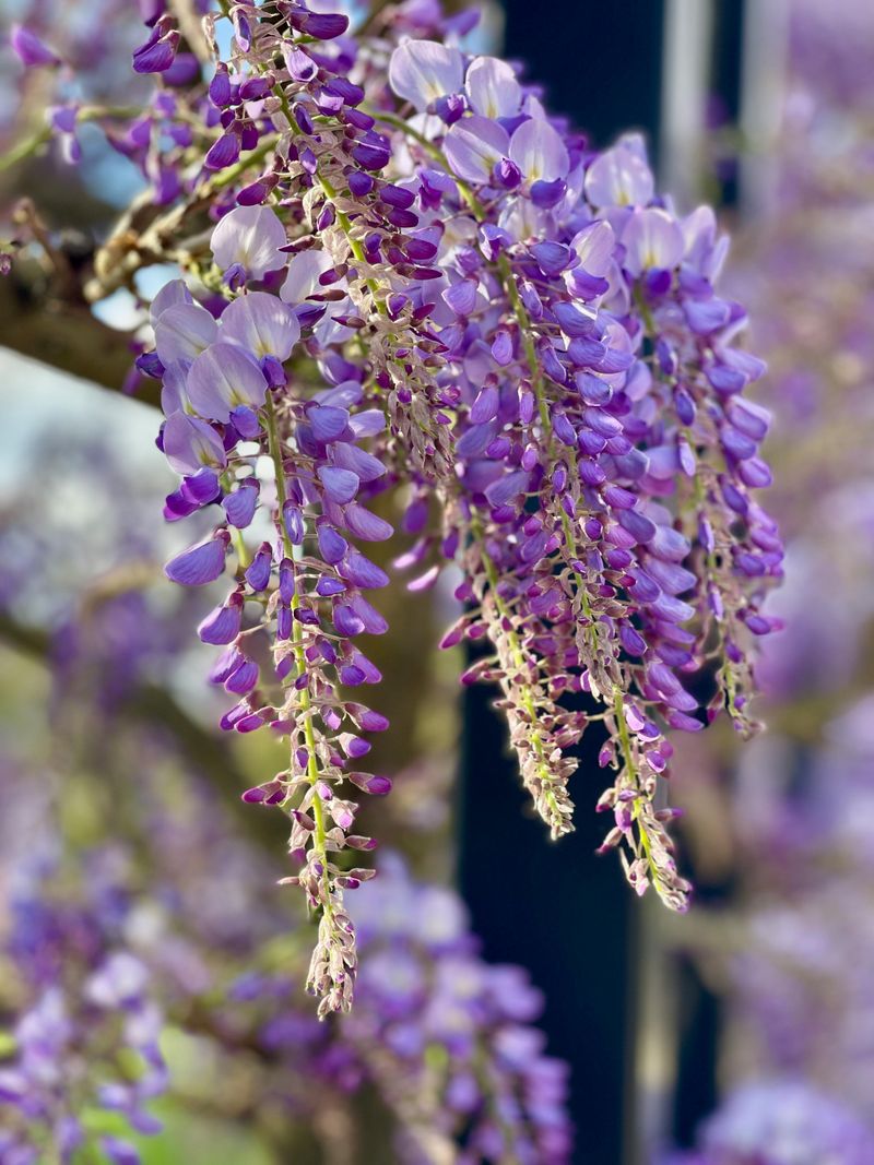 Wisteria