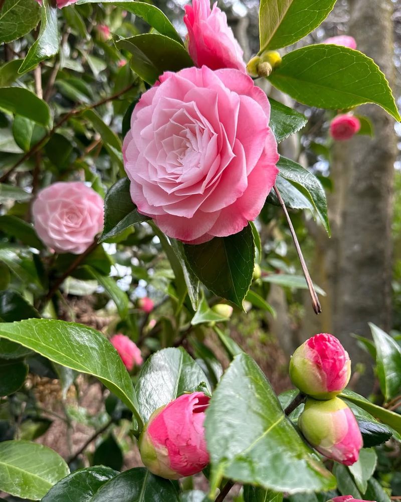 Camellia Japonica