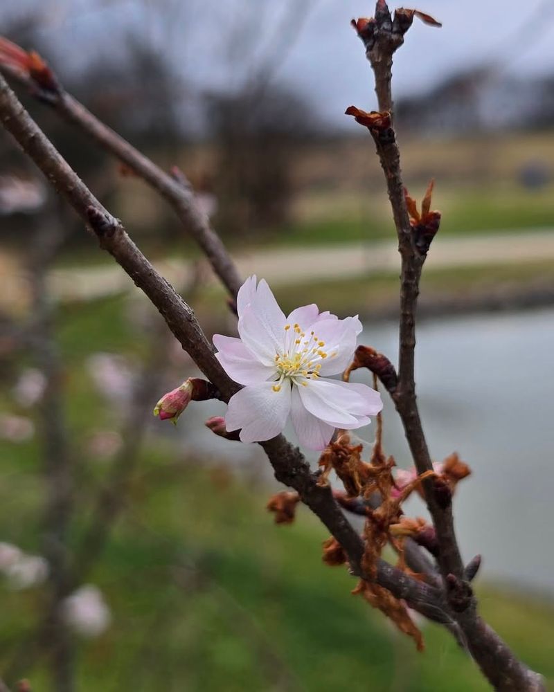 Flowering Cherry Trees