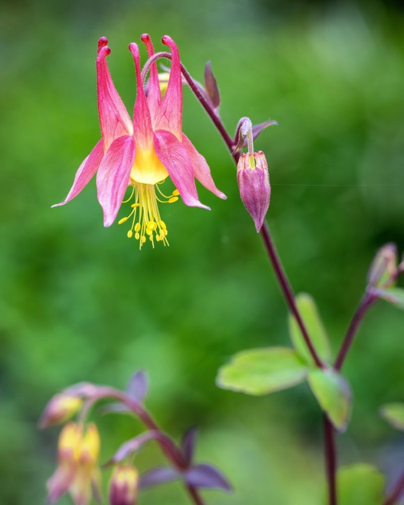 Columbine