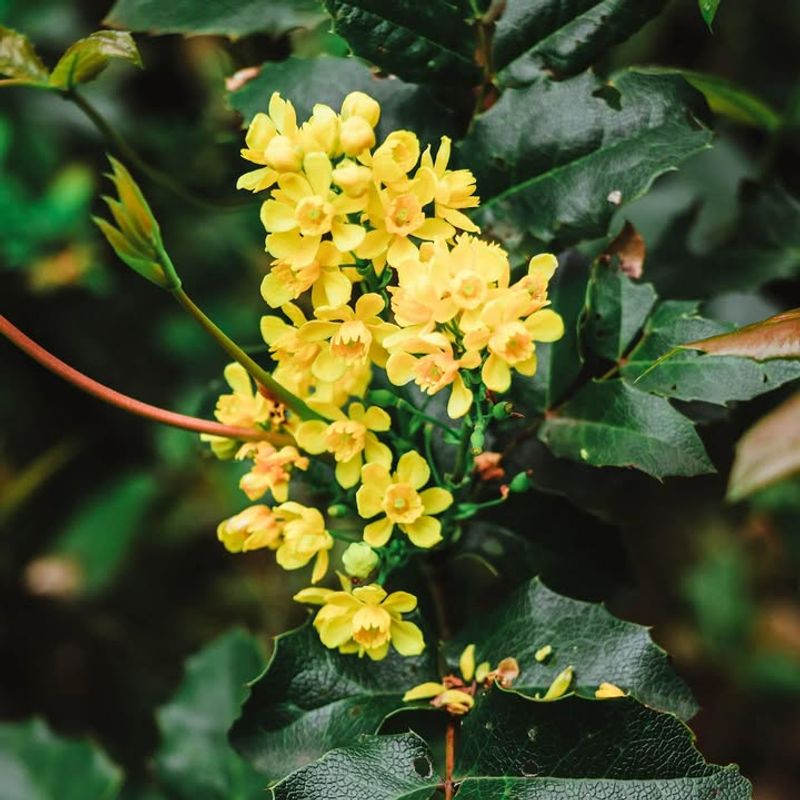 Oregon Grape