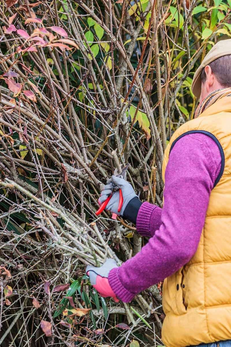 Spring Pruning Encourages Strong Replacement Growth