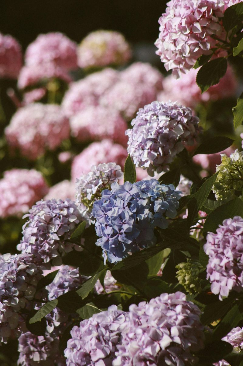 Hydrangeas