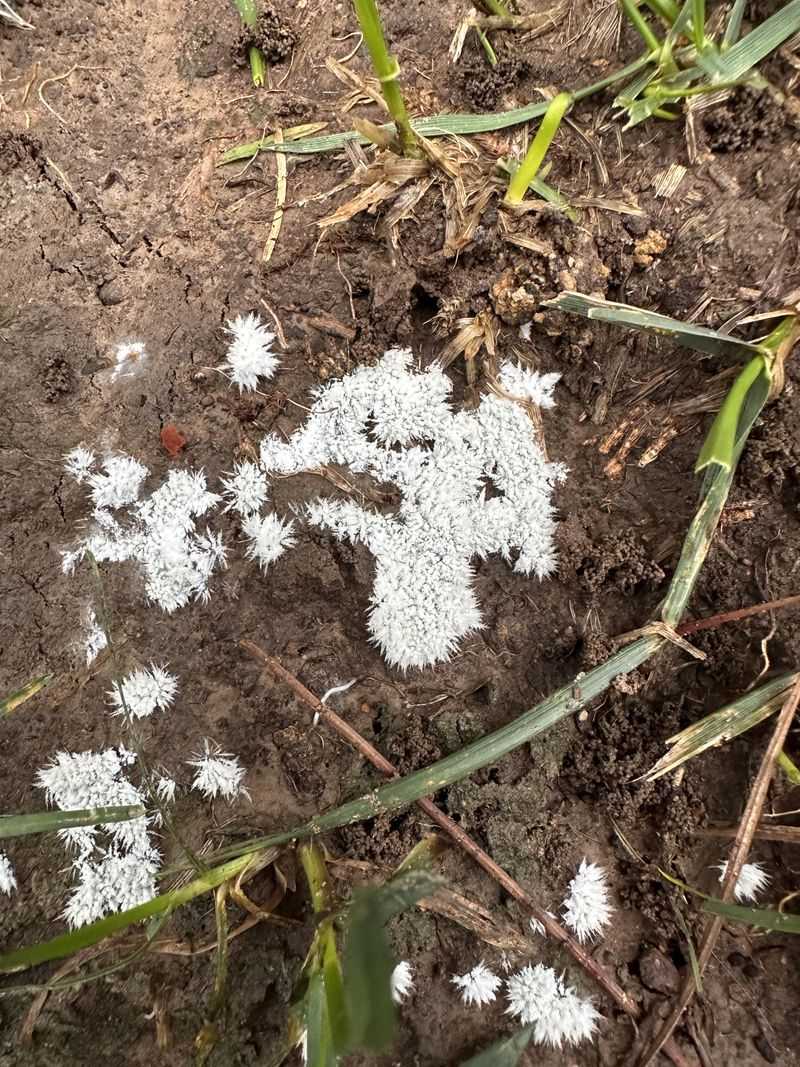 White Or Gray Mold On Soil Surface