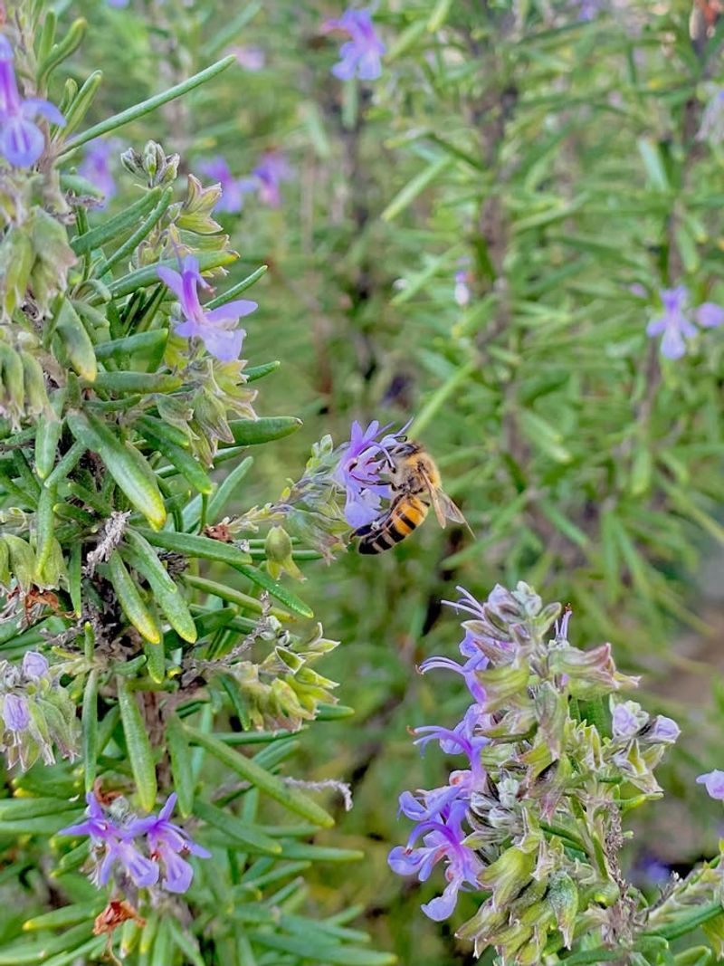Early Spring Blooms Give Pollinators A Head Start
