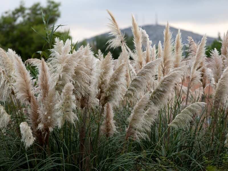 Pampas Grass Growing Too Large And Messy