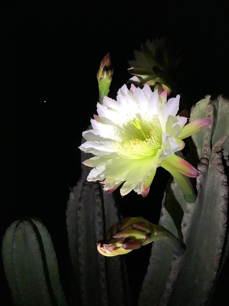 Night-Blooming Cereus