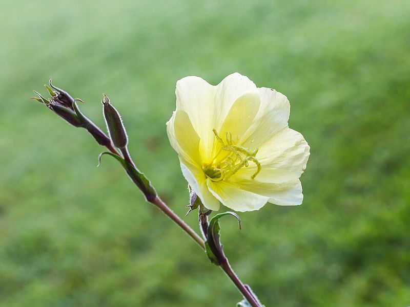 Evening Primrose (Oenothera species suitable for Florida)