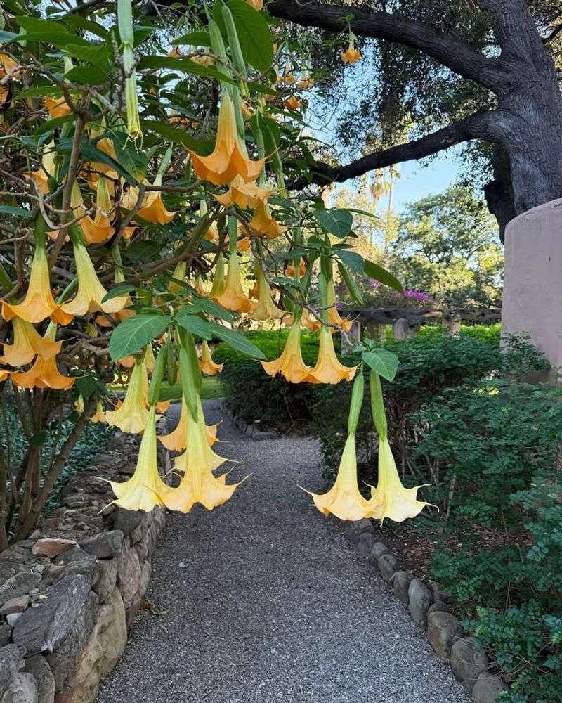 Angel's Trumpet (Brugmansia)