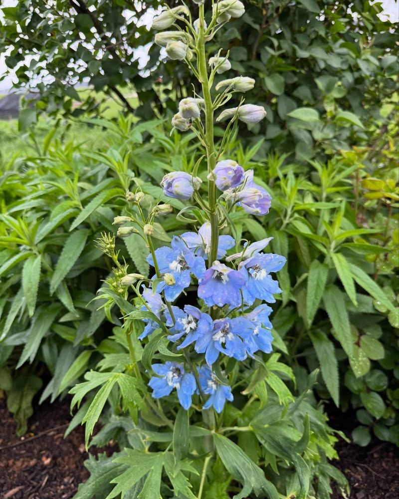 Delphinium
