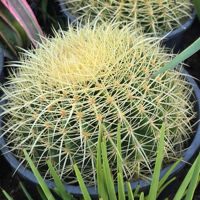 Golden Barrel Cactus