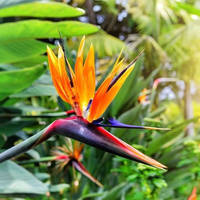 Bird of Paradise (Strelitzia reginae)