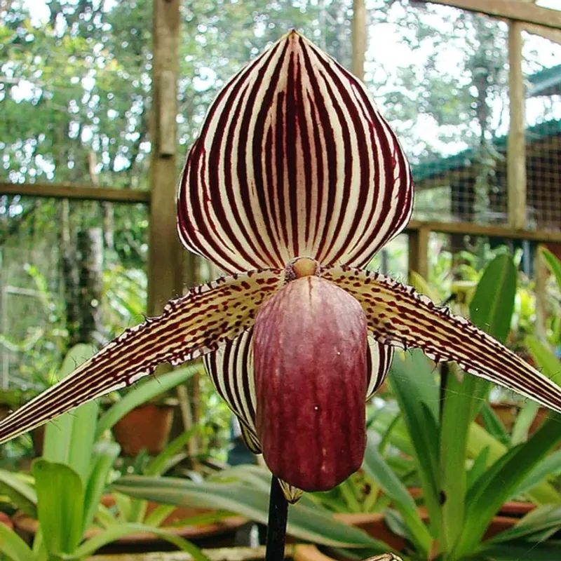 Rothschild's Slipper Orchid