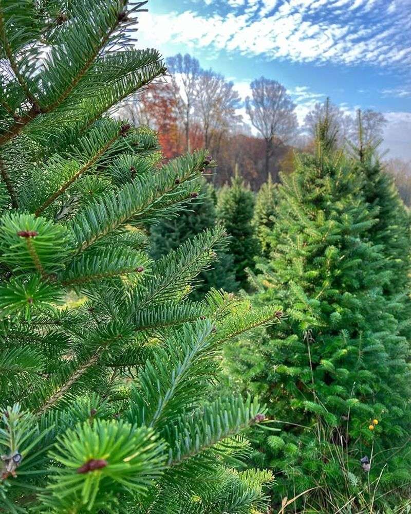 Canaan Fir (Abies Balsamea Var. Phanerolepis)