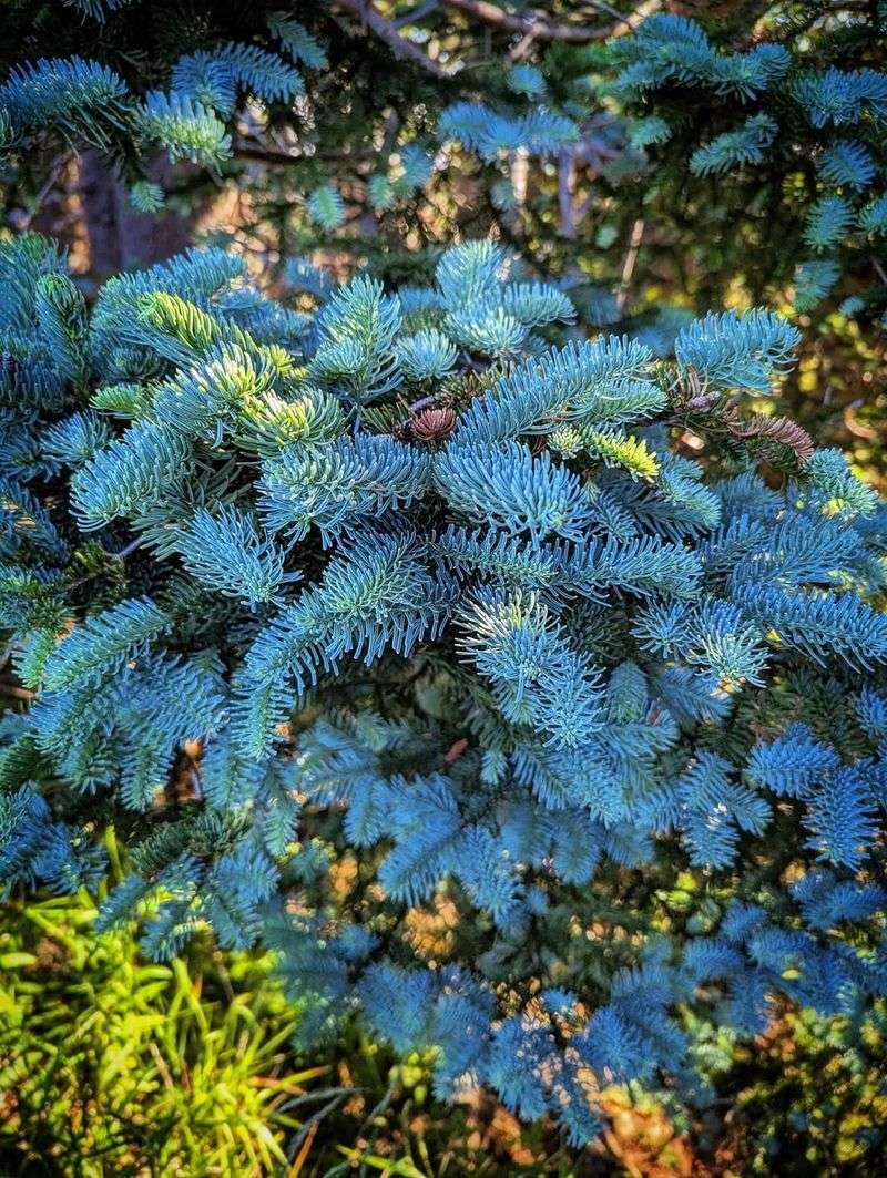 Noble Fir