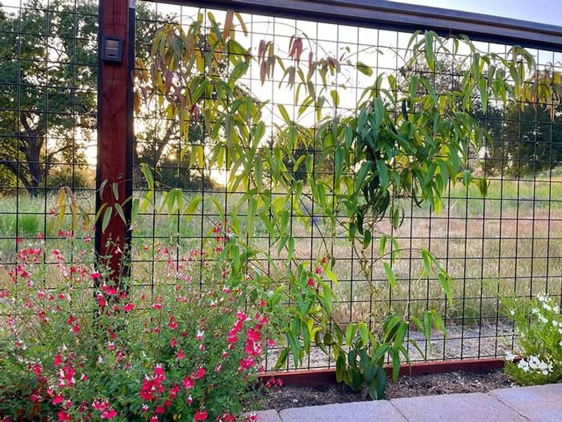 Horizontal Wire Grid Trellis