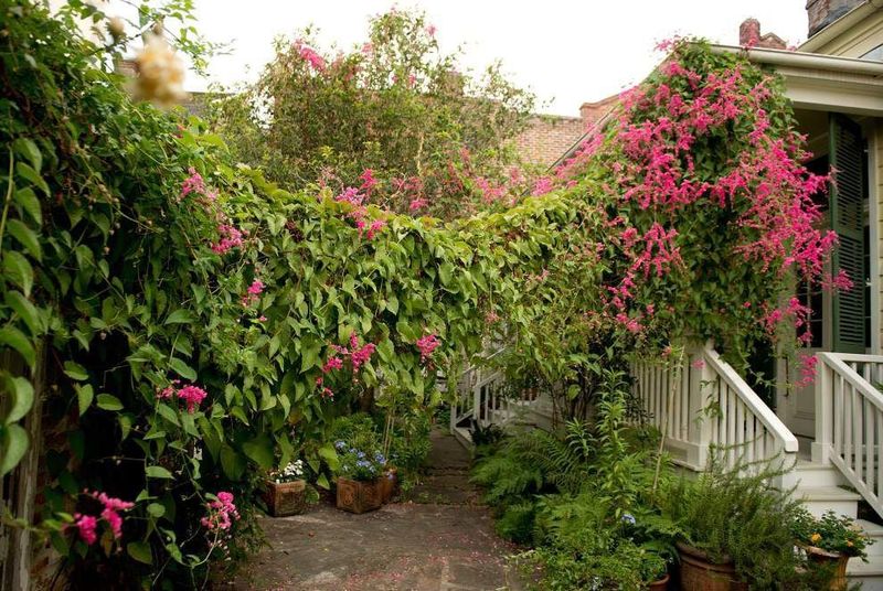 Trellises For Flowering Vines That Love Louisiana Heat