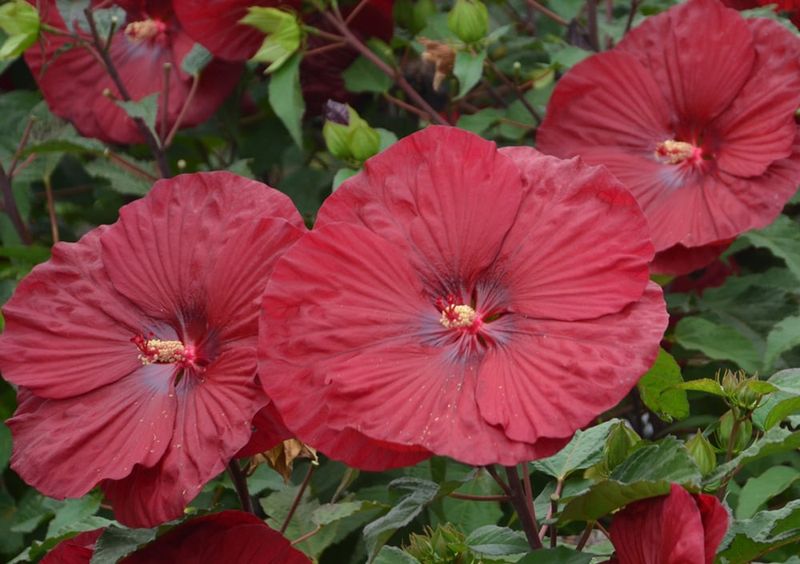 Hardy Hibiscus Can Handle Far Lower Temps Than Tropicals