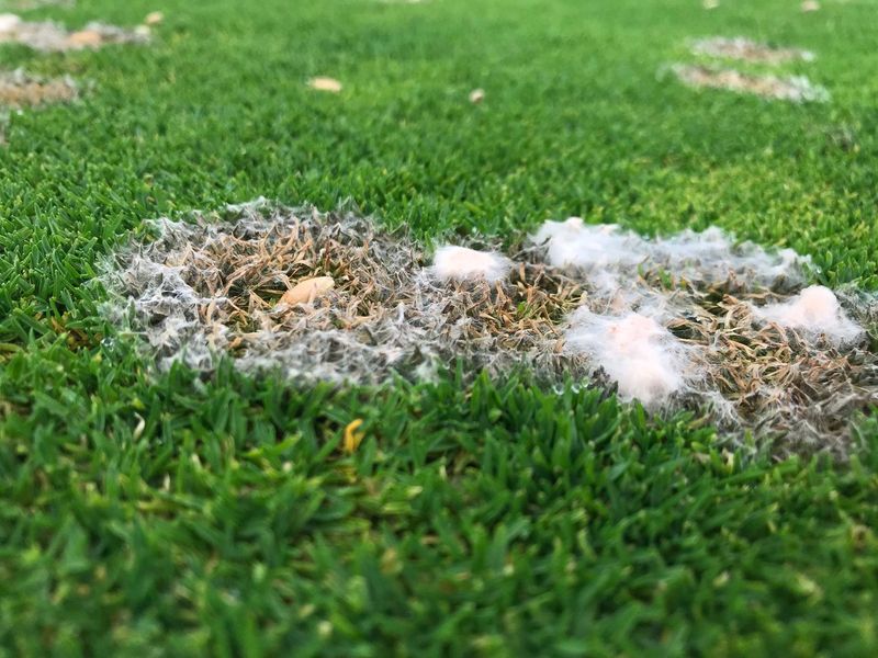 Snow Mold Damaging Lawns Under Deep Snow Cover