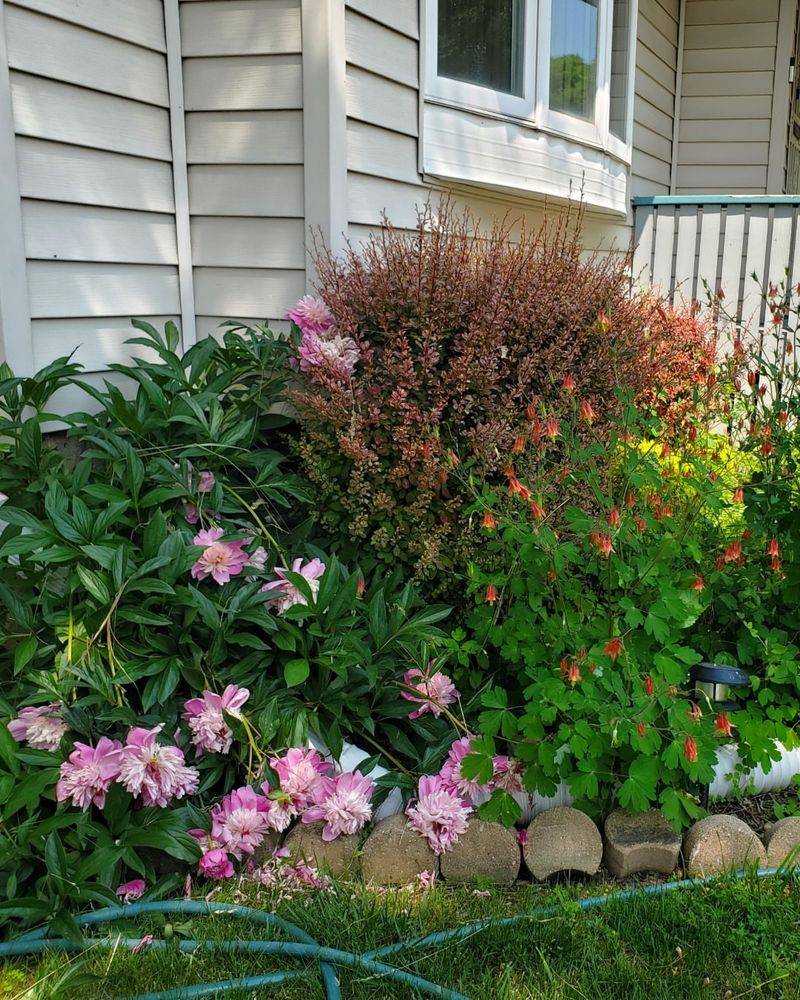 Rain Gardens Transform Soggy Spots Into Beauty