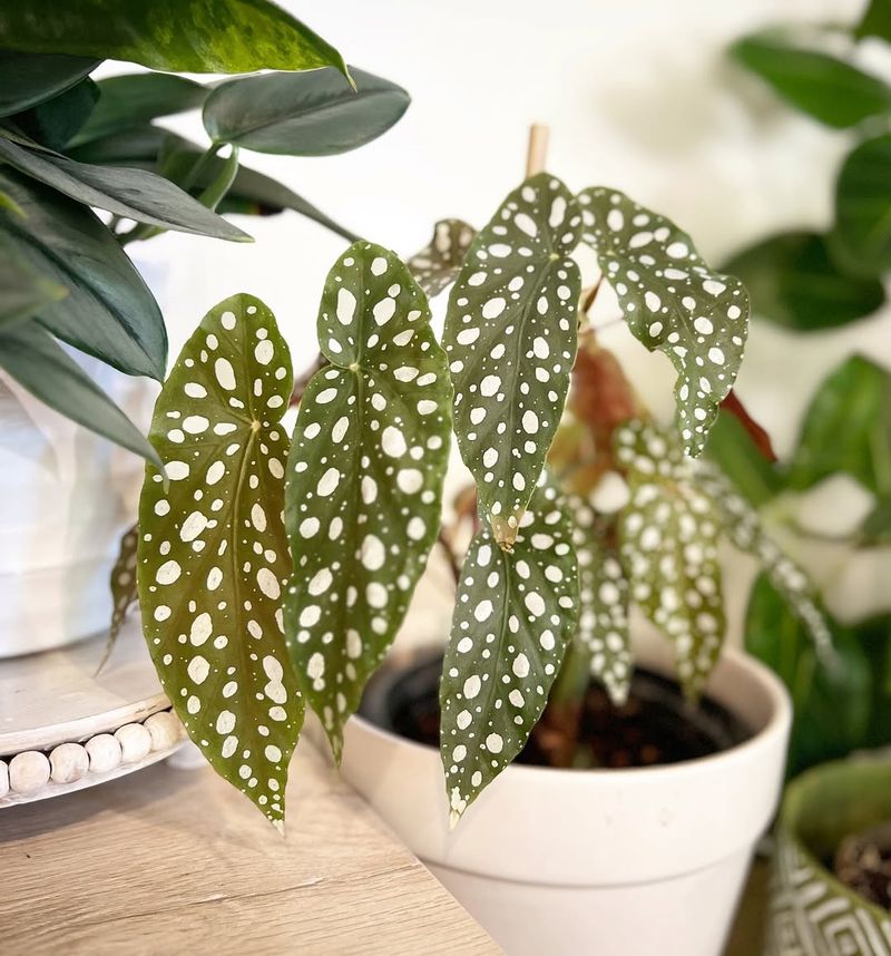 Polka Dot Plant For Color Without Pet Risk