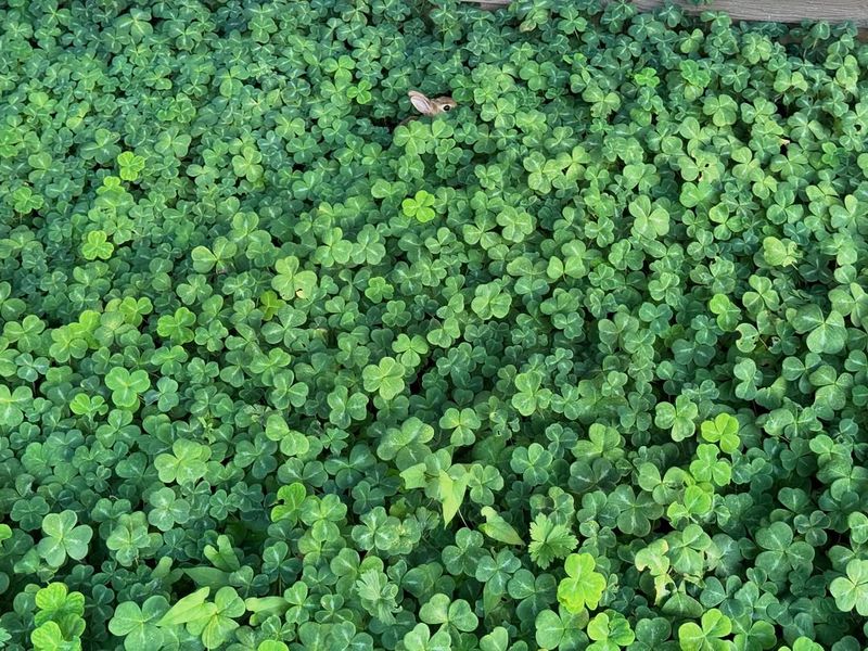 Redwood Sorrel (Oxalis oregana)