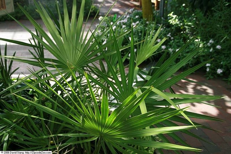 Saw Palmetto
