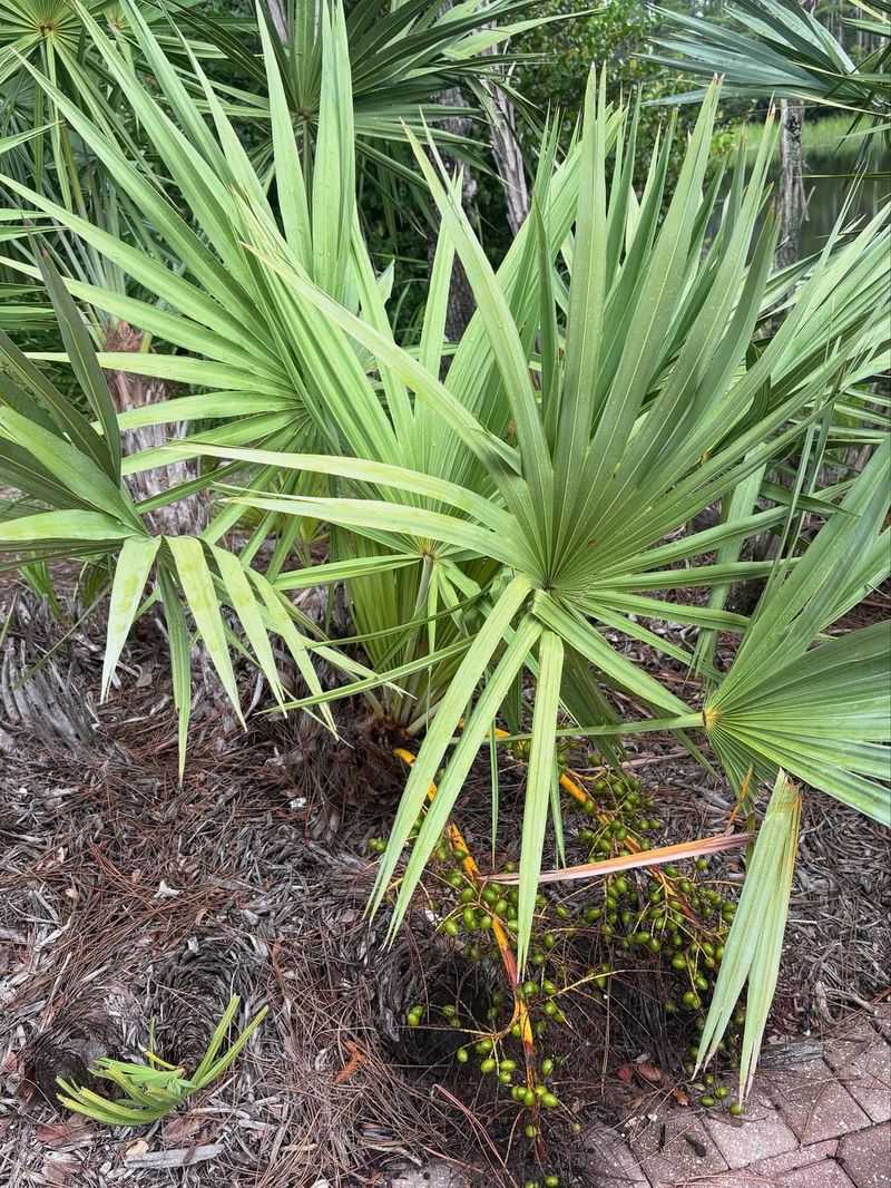 Saw Palmetto